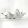 Clam Shells - White Clam Shell Large 68cm