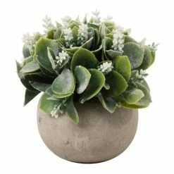 Coastal Home - White Flowering Succulent In A Round Pot 11cm