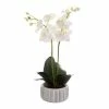 Florabelle - White Phalaenopsis Orchid In Ceramic Pot 65cm