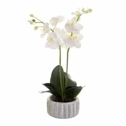 Florabelle - White Phalaenopsis Orchid In Ceramic Pot 65cm