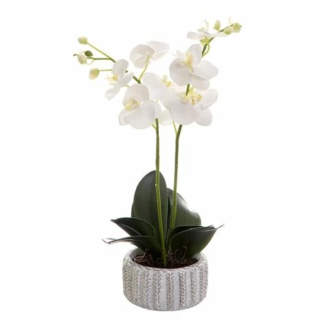 Florabelle - White Phalaenopsis Orchid In Ceramic Pot 65cm 1 Florabelle - White Phalaenopsis Orchid In Ceramic Pot 65cm