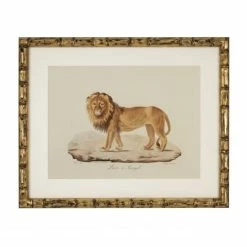 Vandenberg - Print Lion De Barbarie