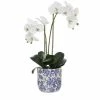 Rogue Import Rogue - Phalaenopsis In Lucille Pot 60cm