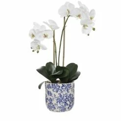 Rogue Import Rogue - Phalaenopsis In Lucille Pot 60cm